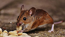24 Hour & Emergency Exterminators in Lenkerville, PA